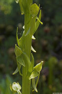 Image of Canyon Bog Orchid