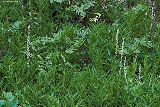 Image of Sierra bog orchid