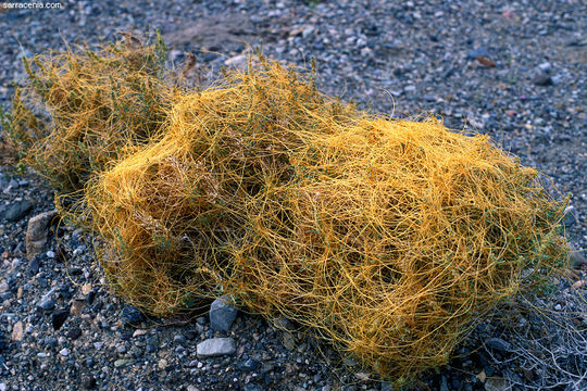 Image of chaparral dodder