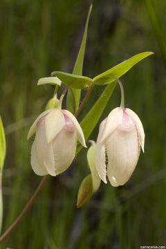 Image de Calochortus albus (Benth.) Douglas ex Benth.