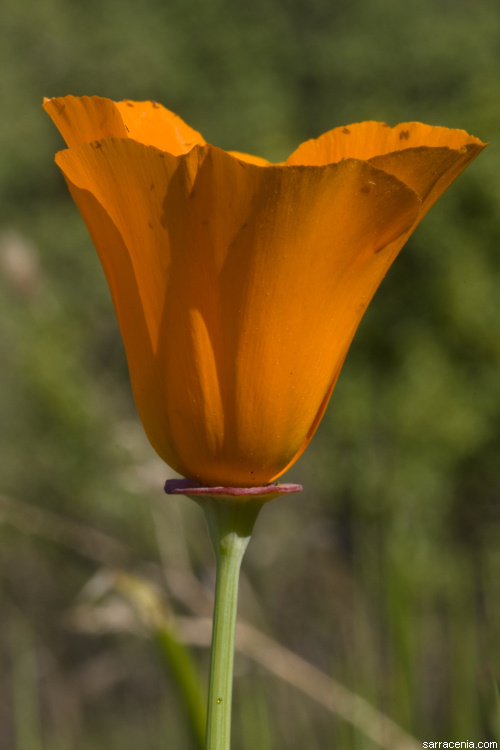 Image of California poppy