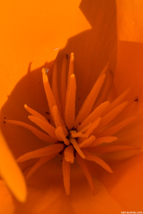 Image of California poppy