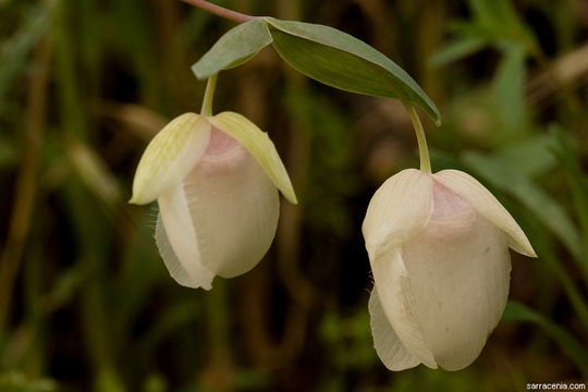 Image of White fairy-lantern