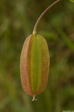 Image of White fairy-lantern