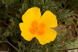 Image of California poppy