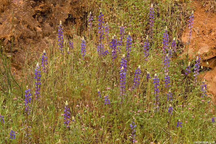 Image of spider lupine