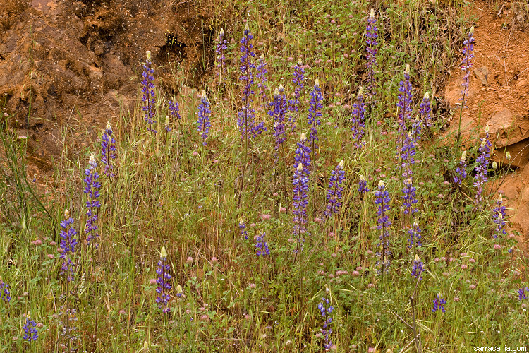 Слика од Lupinus benthamii A. Heller