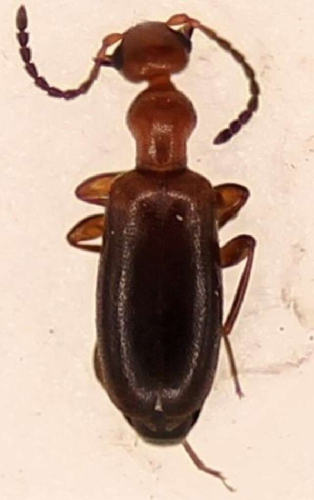 Image of Ischyropalpus