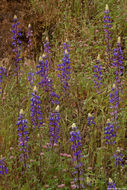 Image of spider lupine