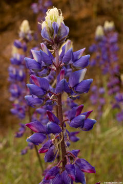 Image of spider lupine