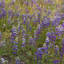 Image of sky lupine