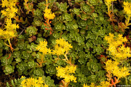 Imagem de Sedum spathulifolium Hook.