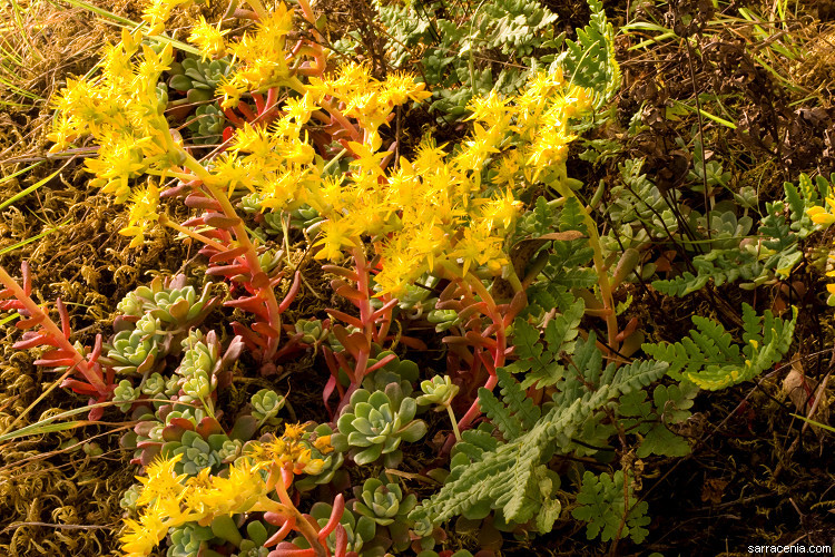 Imagem de Sedum spathulifolium Hook.