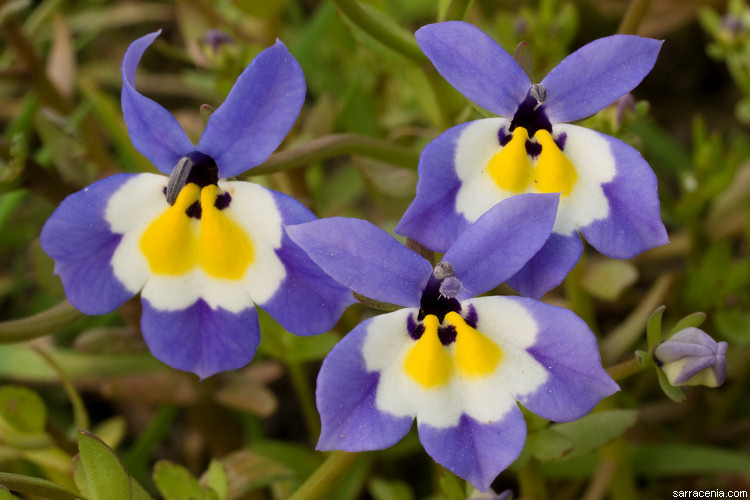 Image de Downingia pulchella (Lindl.) Torr.