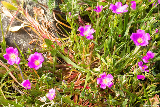 Image of fringed redmaids