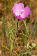 Image of glandular clarkia