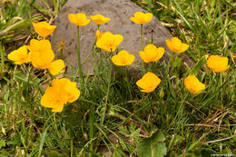 Image of tufted poppy