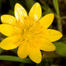 Image of Sacramento Valley Buttercup