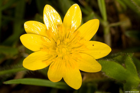 Слика од Ranunculus canus Benth.