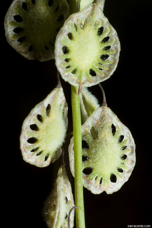 Image de Thysanocarpus curvipes Hook.