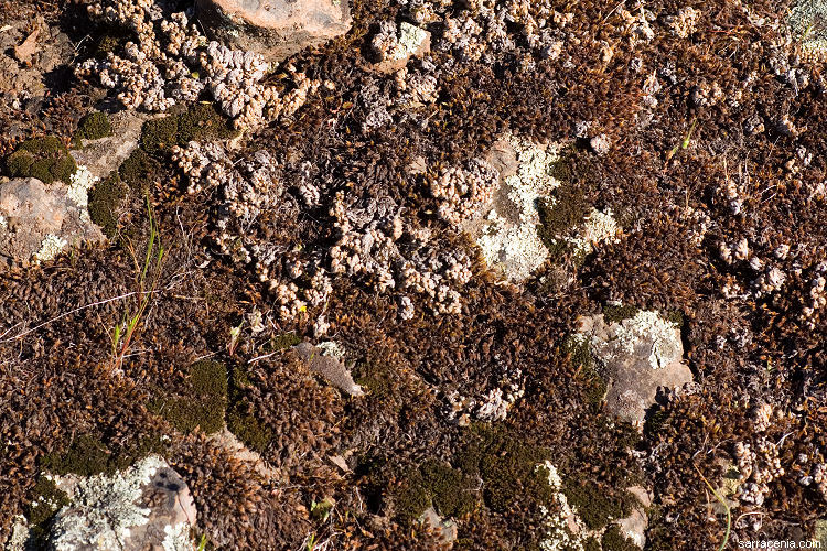 Image of Hansen's spikemoss