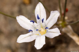 Image of Triteleia lilacina Greene