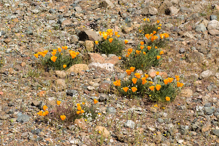 Image of California poppy