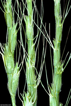 Image of barbed goatgrass