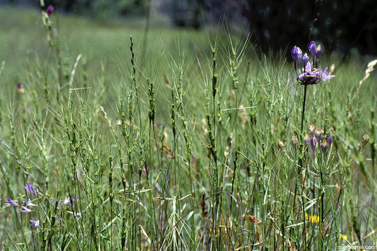 Image de Aegilops triuncialis L.