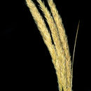 Image of European beachgrass