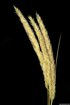 Image of European beachgrass