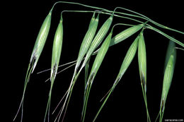 Image of wild oat