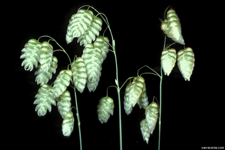 Image of big quakinggrass