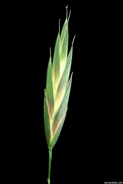 Image of rescuegrass