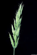 Bromus ferronii Mabille的圖片