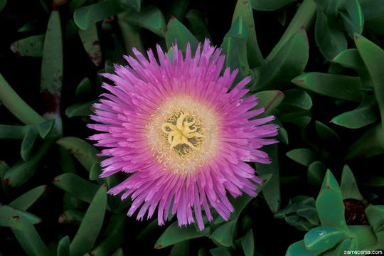 Image of ice plant