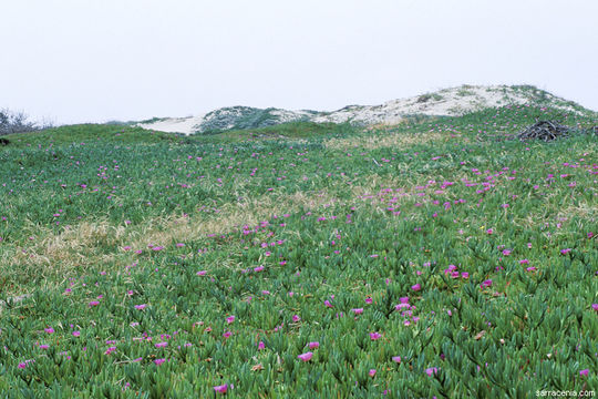 Image of ice plant