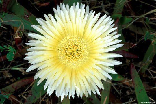 Image of hottentot fig