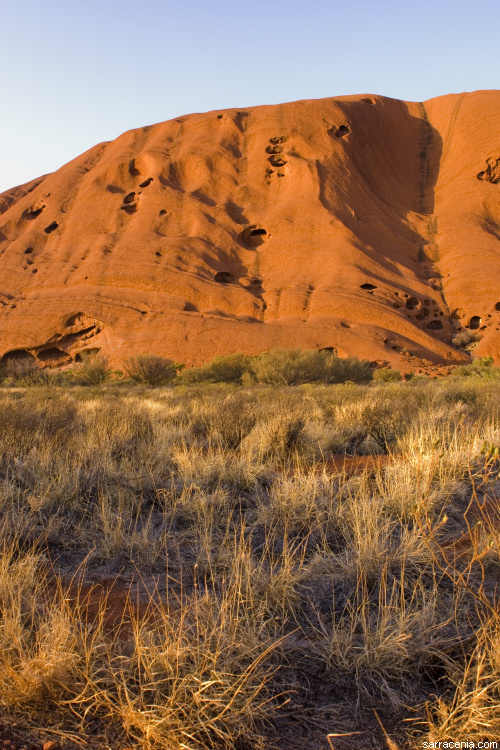 Image of Buffel grass