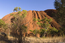 Image of Buffel grass