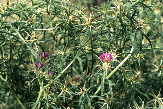 Centaurea calcitrapa L. resmi