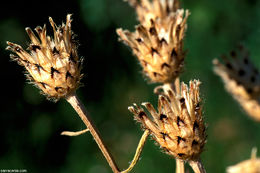 Image of <i>Centaurea maculata</i>