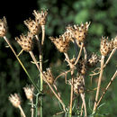 Image of <i>Centaurea maculata</i>