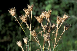 Image of <i>Centaurea maculata</i>