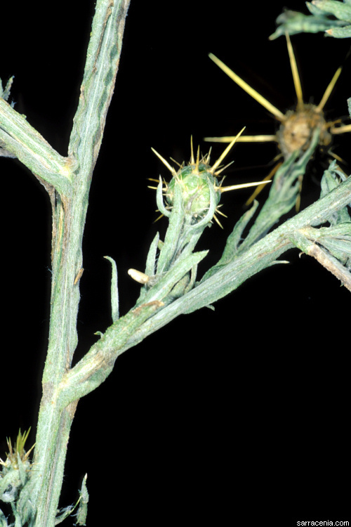 Image of yellow star-thistle