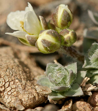 Plancia ëd Cusickiella douglasii (A. Gray) Rollins