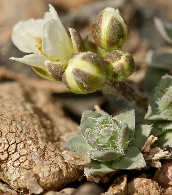 Sivun Cusickiella douglasii (A. Gray) Rollins kuva