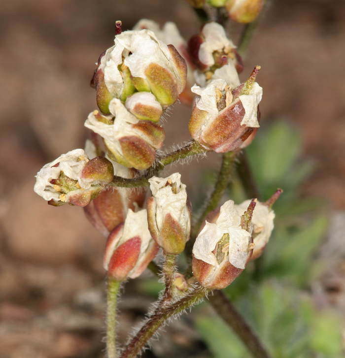 Plancia ëd Cusickiella douglasii (A. Gray) Rollins