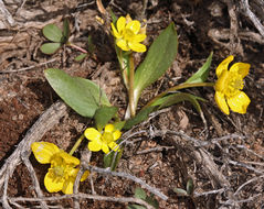 Image of Oregon Buttercup