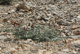 Image of widow's milkvetch